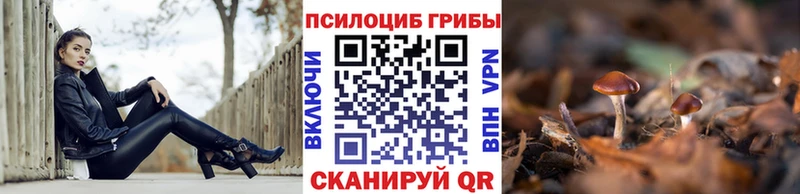 Псилоцибиновые грибы Psilocybe  Чита 